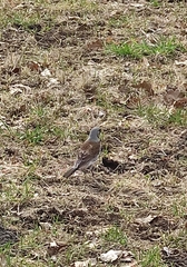 Turdus pilaris