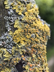 Xanthoria parietina