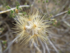 Pteronia unguiculata