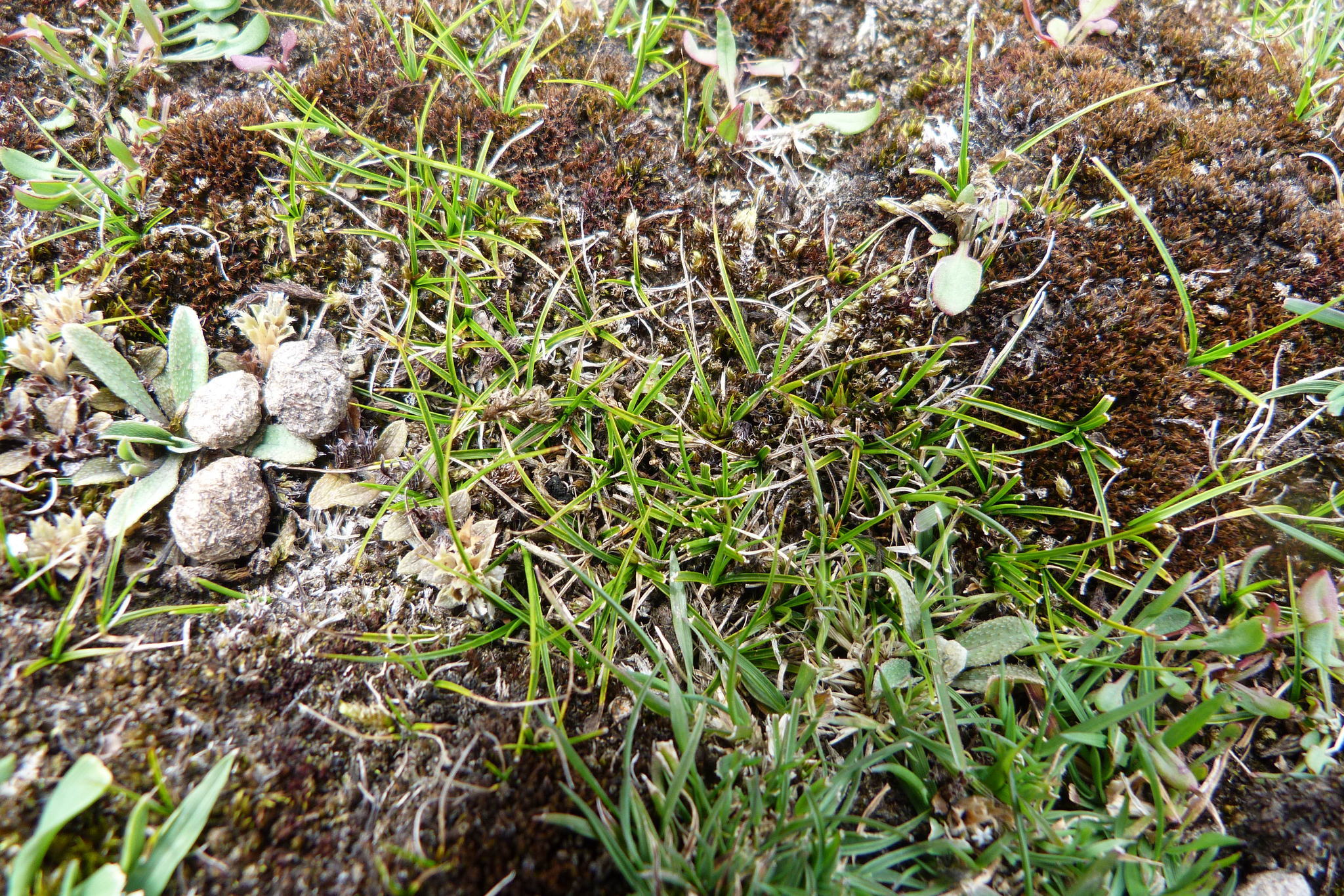 Image of Carex resectans by (c) Colin Meurk, some rights reserved (CC BY-SA)