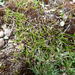 Carex resectans - Photo (c) Colin Meurk, algunos derechos reservados (CC BY-SA), subido por Colin Meurk