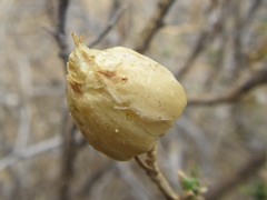 Pteronia unguiculata