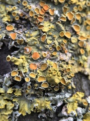 Xanthoria parietina