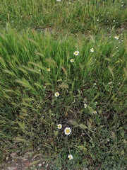 Anthemis arvensis