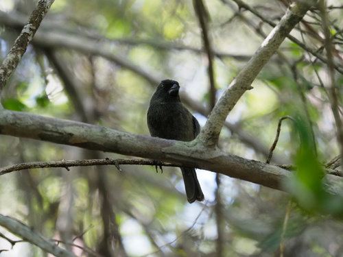 Grand Cayman Bullfinch (Melopyrrha taylori), photo 4