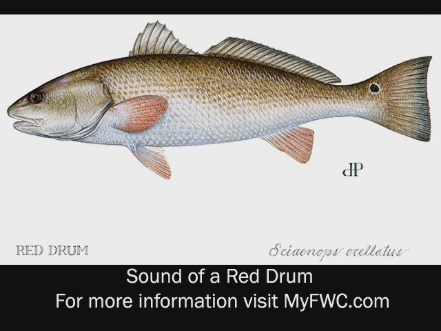 Red Drum (Genus Sciaenops) · iNaturalist