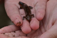 Desmognathus planiceps