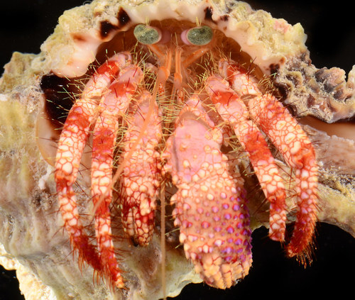 Star Eye Hermit Crab
