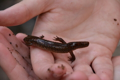 Desmognathus planiceps