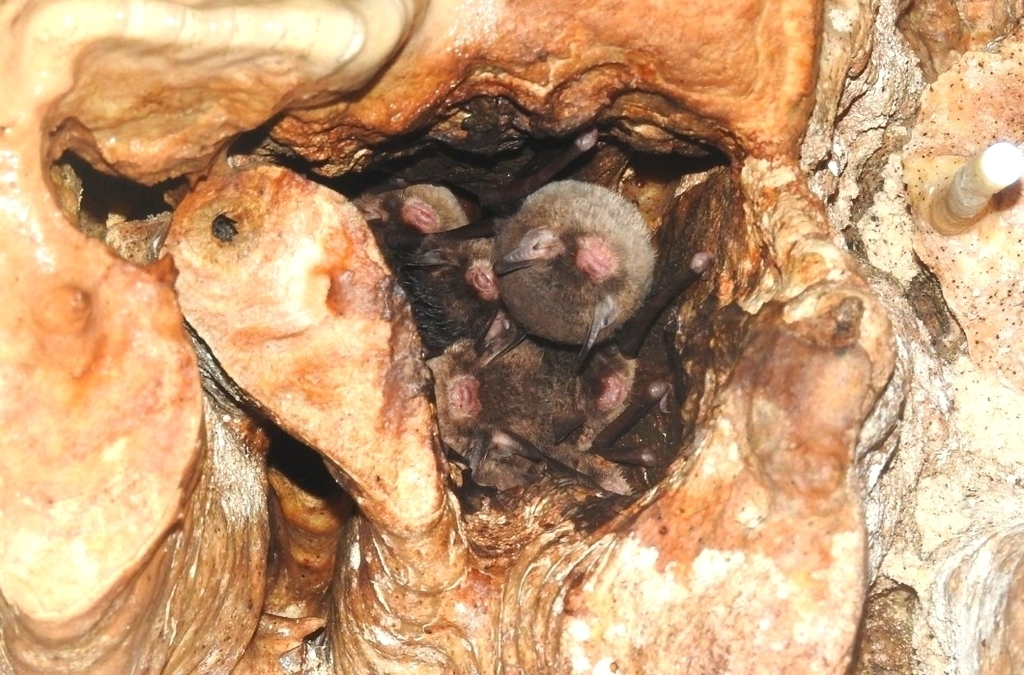 Chauve-souris nordique aux pattes velues (Myotis pilosatibialis)