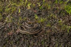 Amphiesma stolatum
