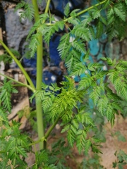 Conium maculatum