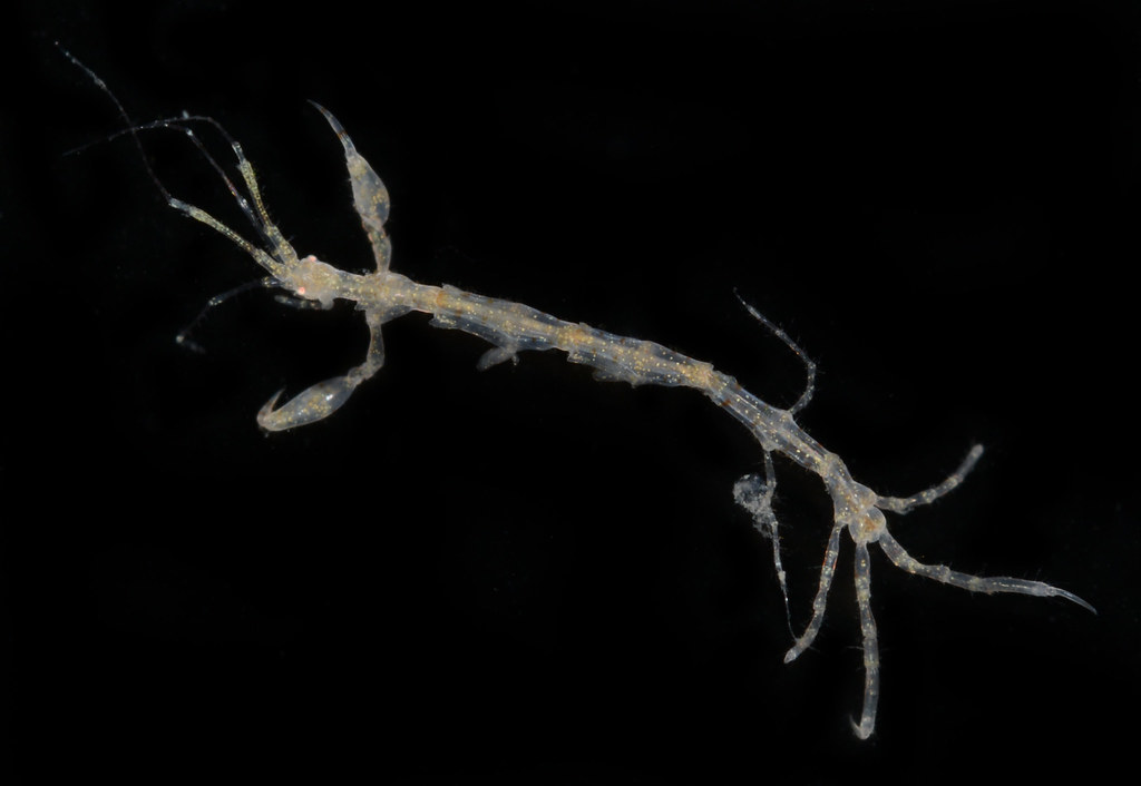 Deutella incerta