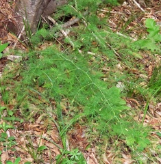 Asparagus tenuifolius