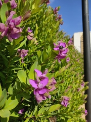 Oxythyrea