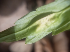 Puccinia dentariae