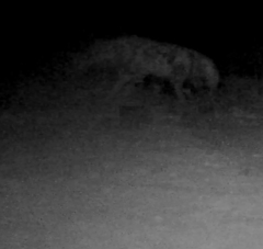 Hyaena hyaena