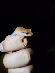 Eleutherodactylus antillensis