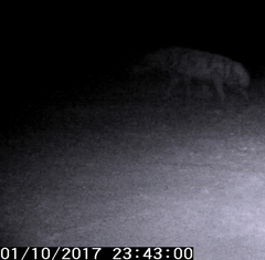 Hyaena hyaena
