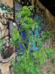 Conium maculatum