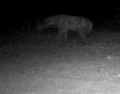Hyaena hyaena