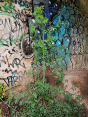 Conium maculatum