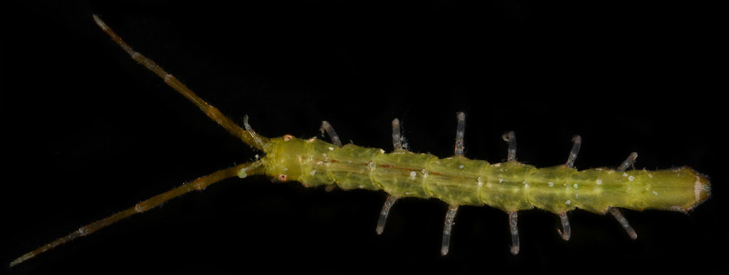 Erichsonella attenuata