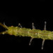 Erichsonella attenuata - Photo (c) smithsonian_marinegeo, some rights reserved (CC BY-NC-SA), uploaded by smithsonian_marinegeo