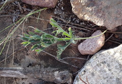 Pelargonium pillansii