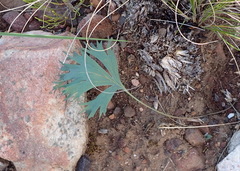 Pelargonium pillansii