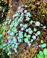 Sedum spathulifolium