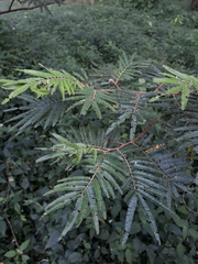 Mimosa trianae