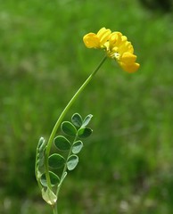 Coronilla vaginalis