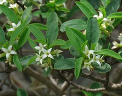 Daphne alpina
