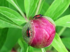 Dionconotus