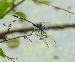 Micrathyria catenata