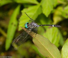 Micrathyria pseudeximia