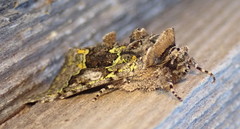 Behrensia conchiformis