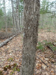 Ostrya virginiana image