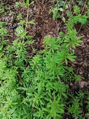 Galium aparine