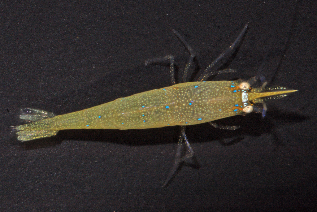Sargassum Shrimp