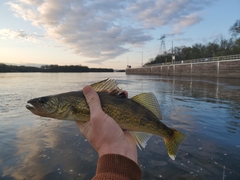 A walleye held up against a river at dawn