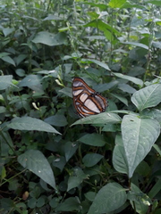 Metamorpha elissa