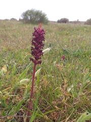 Orobanche foetida