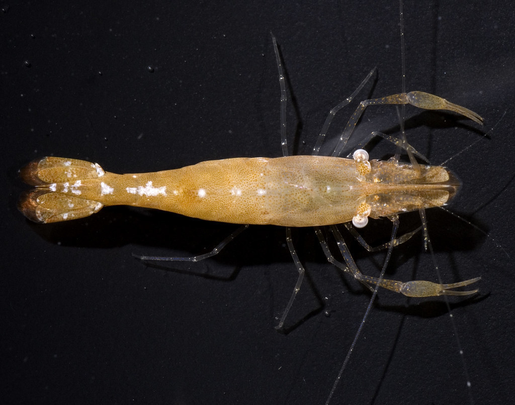 Brown Grass Shrimp