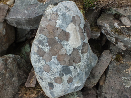 Fuscidea cyathoides