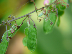 Pseudarthria viscida