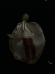 Clitoria javitensis