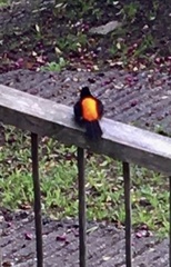 Ramphocelus flammigerus flammigerus