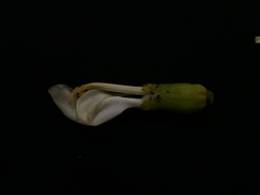 Clitoria javitensis